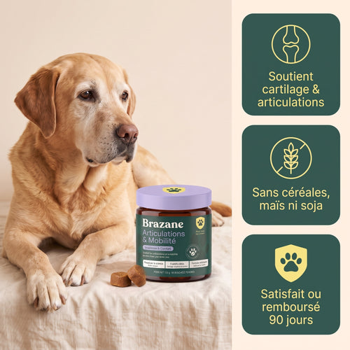 Pot Brazane Articulations & Mobilité avec un labrador senior